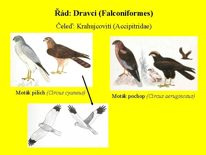 Řád: Dravci (Falconiformes) Čeleď: Krahujcovití (Accipitridae) Moták pilich (Circus cyaneus) Moták pochop (Circus aeruginosus)