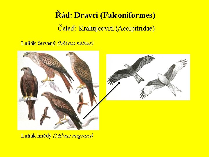 Řád: Dravci (Falconiformes) Čeleď: Krahujcovití (Accipitridae) Luňák červený (Milvus milvus) Luňák hnědý (Milvus migrans)