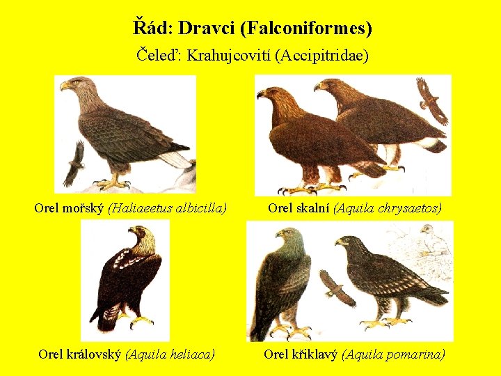 Řád: Dravci (Falconiformes) Čeleď: Krahujcovití (Accipitridae) Orel mořský (Haliaeetus albicilla) Orel skalní (Aquila chrysaetos)