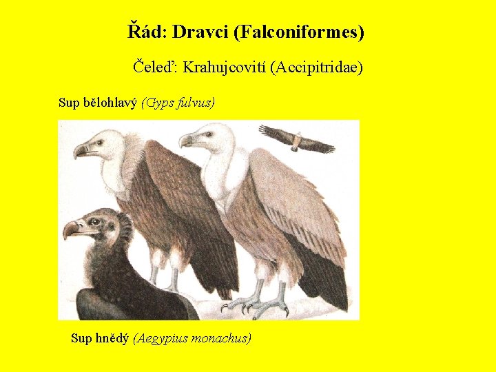 Řád: Dravci (Falconiformes) Čeleď: Krahujcovití (Accipitridae) Sup bělohlavý (Gyps fulvus) Sup hnědý (Aegypius monachus)