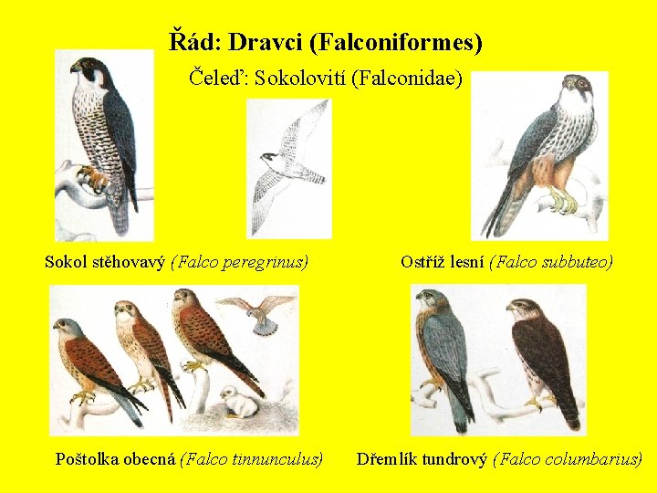 Řád: Dravci (Falconiformes) Čeleď: Sokolovití (Falconidae) Sokol stěhovavý (Falco peregrinus) Poštolka obecná (Falco tinnunculus)