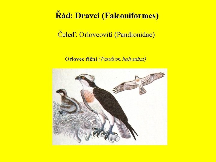 Řád: Dravci (Falconiformes) Čeleď: Orlovcovití (Pandionidae) Orlovec říční (Pandion haliaetus) 