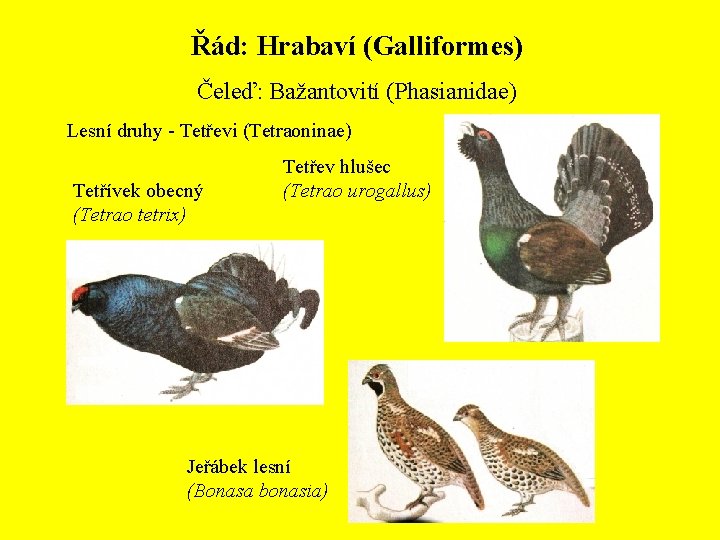 Řád: Hrabaví (Galliformes) Čeleď: Bažantovití (Phasianidae) Lesní druhy - Tetřevi (Tetraoninae) Tetřívek obecný (Tetrao