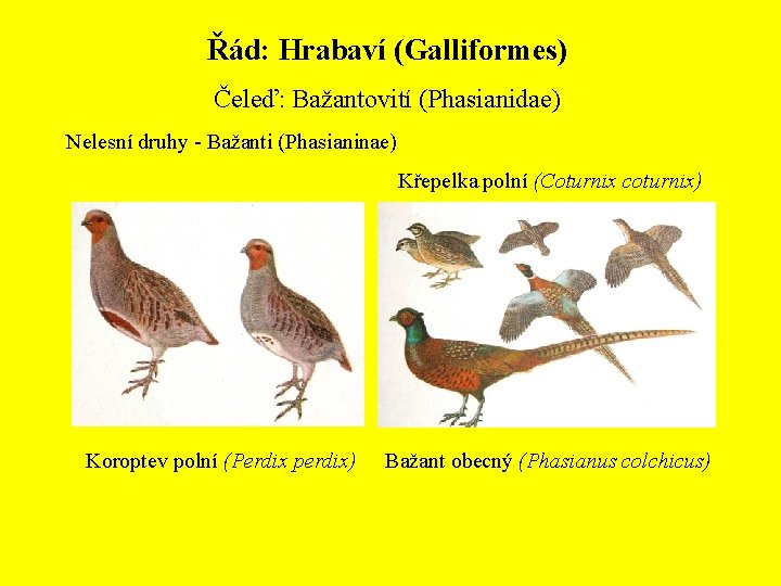 Řád: Hrabaví (Galliformes) Čeleď: Bažantovití (Phasianidae) Nelesní druhy - Bažanti (Phasianinae) Křepelka polní (Coturnix