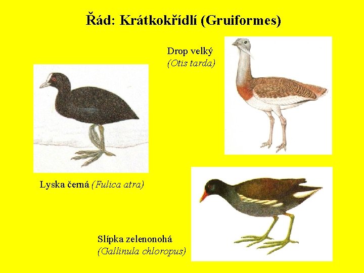 Řád: Krátkokřídlí (Gruiformes) Drop velký (Otis tarda) Lyska černá (Fulica atra) Slípka zelenonohá (Gallinula