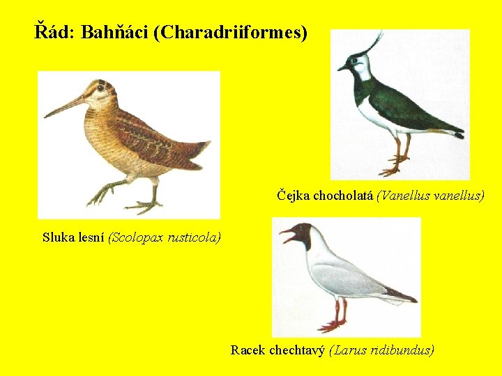 Řád: Bahňáci (Charadriiformes) Čejka chocholatá (Vanellus vanellus) Sluka lesní (Scolopax rusticola) Racek chechtavý (Larus