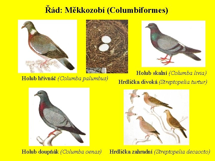 Řád: Měkkozobí (Columbiformes) Holub hřivnáč (Columba palumbus) Holub doupňák (Columba oenas) Holub skalní (Columba