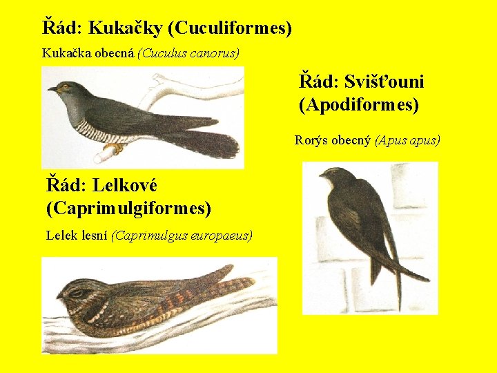 Řád: Kukačky (Cuculiformes) Kukačka obecná (Cuculus canorus) Řád: Svišťouni (Apodiformes) Rorýs obecný (Apus apus)