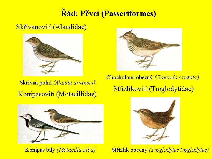 Řád: Pěvci (Passeriformes) Skřivanovití (Alaudidae) Skřivan polní (Alauda arvensis) Konipasovití (Motacillidae) Konipas bílý (Motacilla