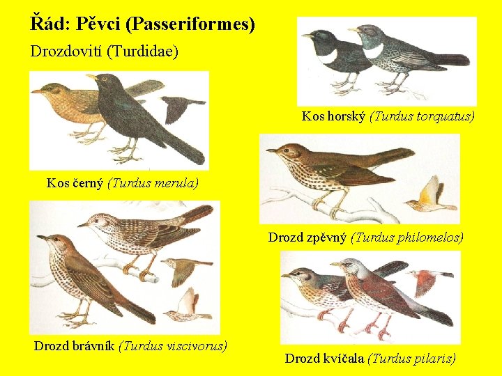 Řád: Pěvci (Passeriformes) Drozdovití (Turdidae) Kos horský (Turdus torquatus) Kos černý (Turdus merula) Drozd