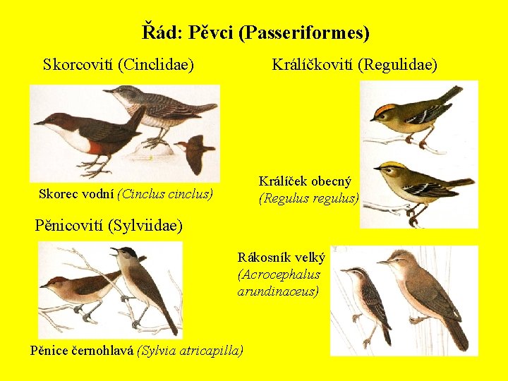 Řád: Pěvci (Passeriformes) Skorcovití (Cinclidae) Králíčkovití (Regulidae) Králíček obecný (Regulus regulus) Skorec vodní (Cinclus