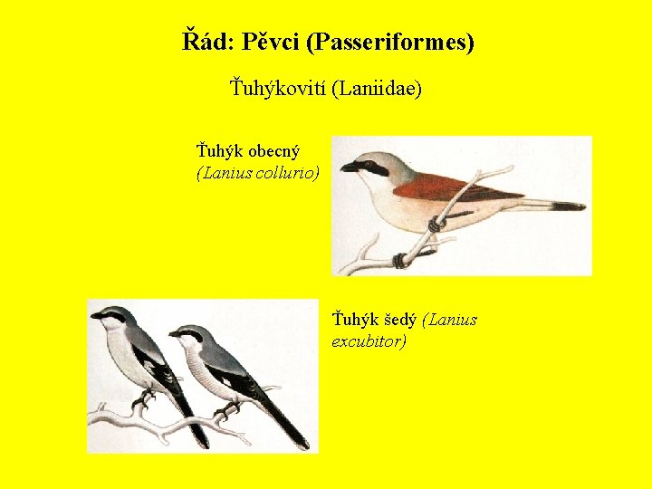 Řád: Pěvci (Passeriformes) Ťuhýkovití (Laniidae) Ťuhýk obecný (Lanius collurio) Ťuhýk šedý (Lanius excubitor) 