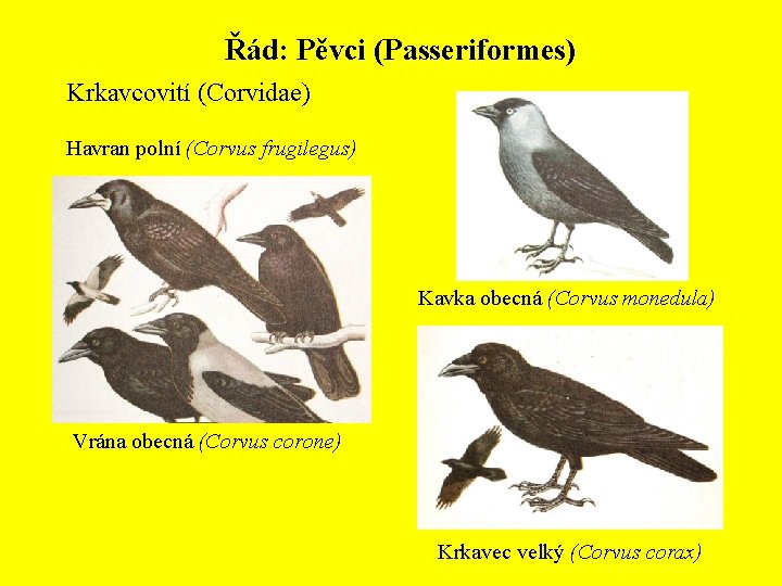 Řád: Pěvci (Passeriformes) Krkavcovití (Corvidae) Havran polní (Corvus frugilegus) Kavka obecná (Corvus monedula) Vrána