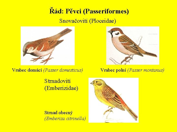 Řád: Pěvci (Passeriformes) Snovačovití (Ploceidae) Vrabec domácí (Passer domesticus) Strnadovití (Emberizidae) Strnad obecný (Emberiza