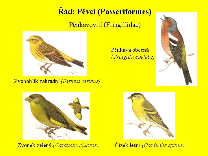 Řád: Pěvci (Passeriformes) Pěnkavovití (Fringillidae) Pěnkava obecná (Fringilla coelebs) Zvonohlík zahradní (Serinus serinus) Zvonek