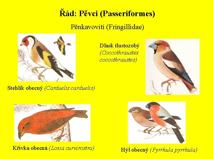 Řád: Pěvci (Passeriformes) Pěnkavovití (Fringillidae) Dlask tlustozobý (Coccothraustes coccothraustes) Stehlík obecný (Carduelis carduelis) Křivka
