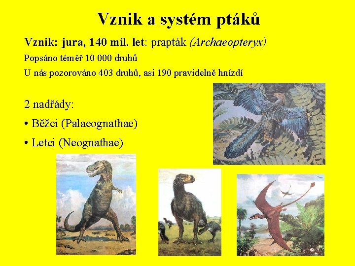 Vznik a systém ptáků Vznik: jura, 140 mil. let: prapták (Archaeopteryx) Popsáno téměř 10