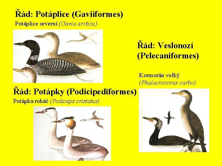 Řád: Potáplice (Gaviiformes) Potáplice severní (Gavia arctica) Řád: Veslonozí (Pelecaniformes) Kormorán velký (Phalacrocorax carbo)