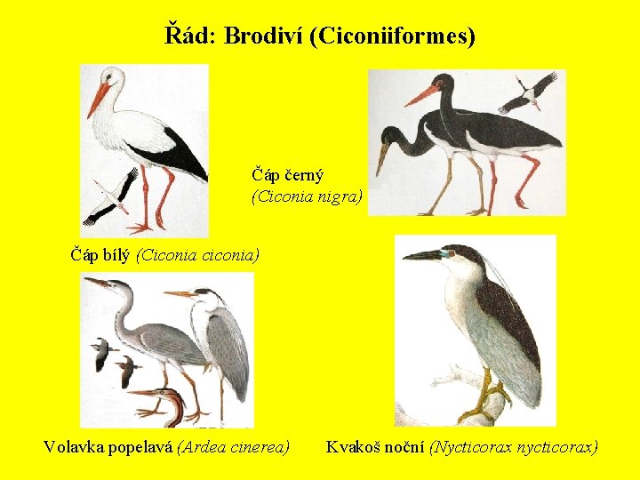 Řád: Brodiví (Ciconiiformes) Čáp černý (Ciconia nigra) Čáp bílý (Ciconia ciconia) Volavka popelavá (Ardea