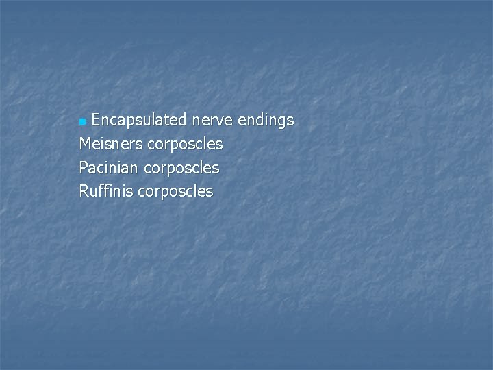 Encapsulated nerve endings Meisners corposcles Pacinian corposcles Ruffinis corposcles n 