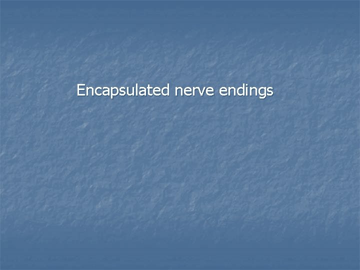 Encapsulated nerve endings 