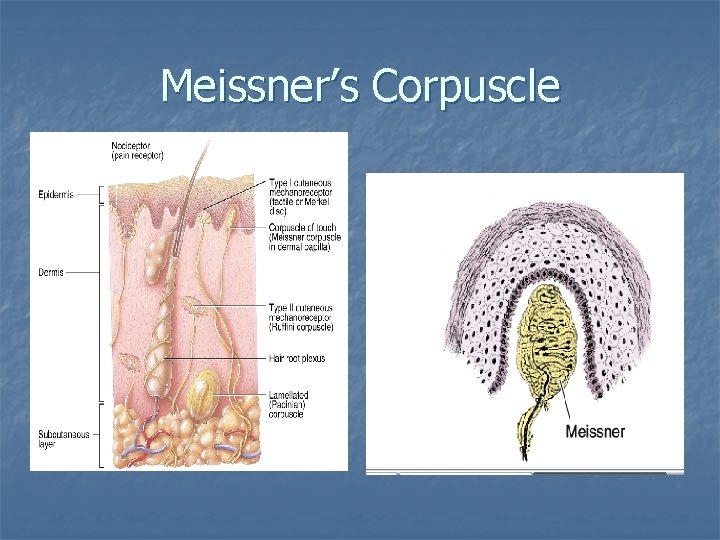 Meissner’s Corpuscle 