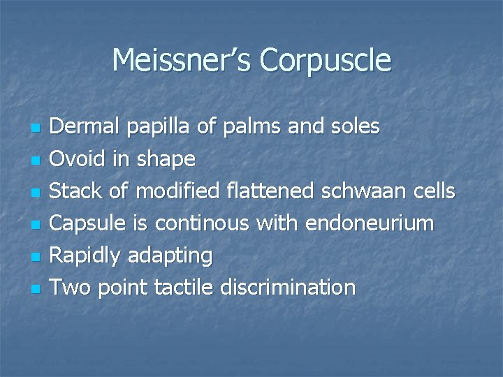 Meissner’s Corpuscle n n n Dermal papilla of palms and soles Ovoid in shape