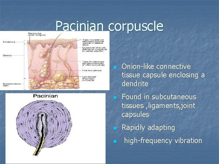 Pacinian corpuscle n n Onion-like connective tissue capsule enclosing a dendrite Found in subcutaneous