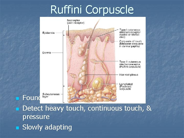 Ruffini Corpuscle n n n Found deep in dermis of hairy skin Detect heavy