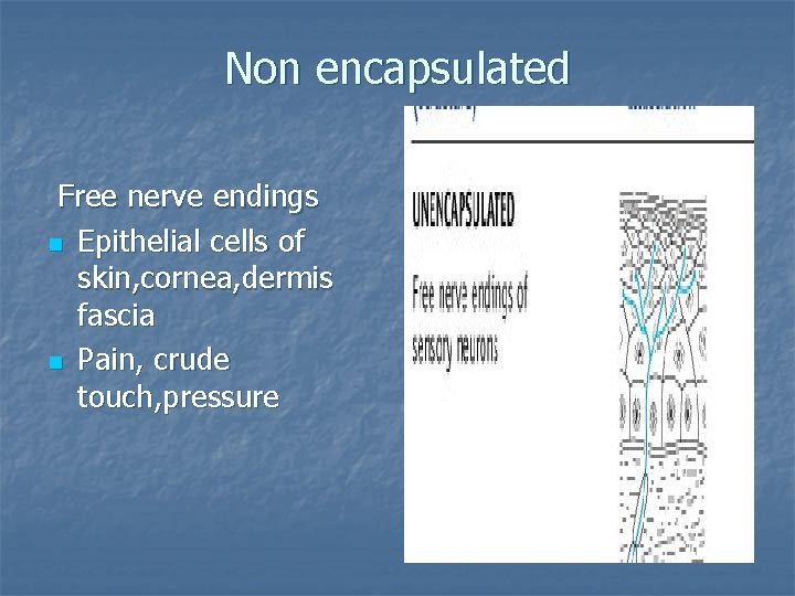 Non encapsulated Free nerve endings n Epithelial cells of skin, cornea, dermis fascia n