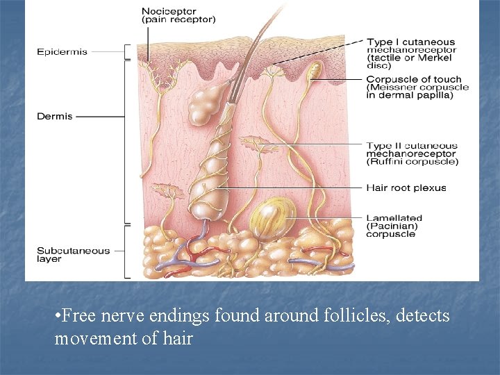  • Free nerve endings found around follicles, detects movement of hair 