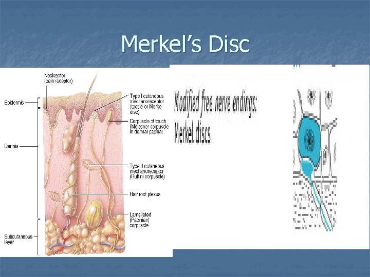 Merkel’s Disc n n Flattened dendrites touching cells of stratum basale Used in discriminative