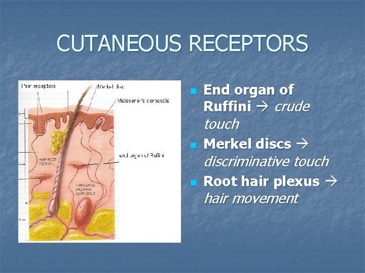 CUTANEOUS RECEPTORS n End organ of Ruffini crude touch n Merkel discs n Root