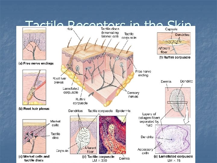 Tactile Receptors in the Skin 