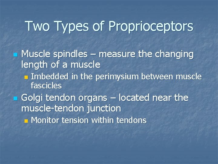 Two Types of Proprioceptors n Muscle spindles – measure the changing length of a