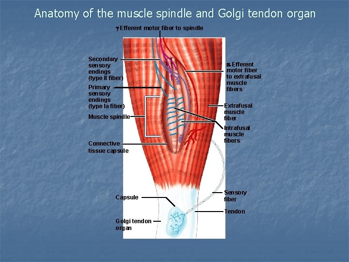 Anatomy of the muscle spindle and Golgi tendon organ Efferent motor fiber to spindle