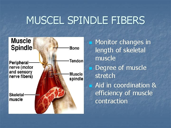 MUSCEL SPINDLE FIBERS n n n Monitor changes in length of skeletal muscle Degree