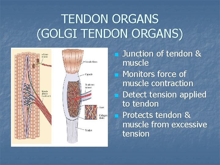TENDON ORGANS (GOLGI TENDON ORGANS) n n Junction of tendon & muscle Monitors force