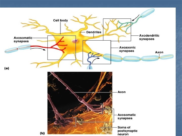 n Types of Neural Synapses 