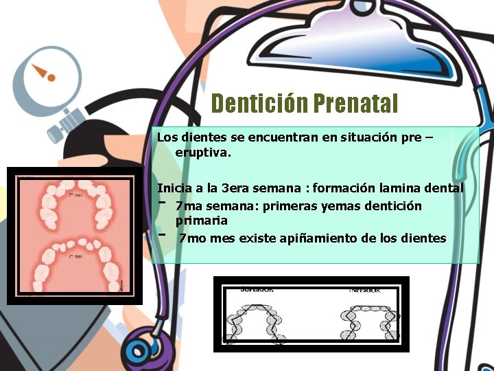 Dentición Prenatal Los dientes se encuentran en situación pre – eruptiva. Inicia a la