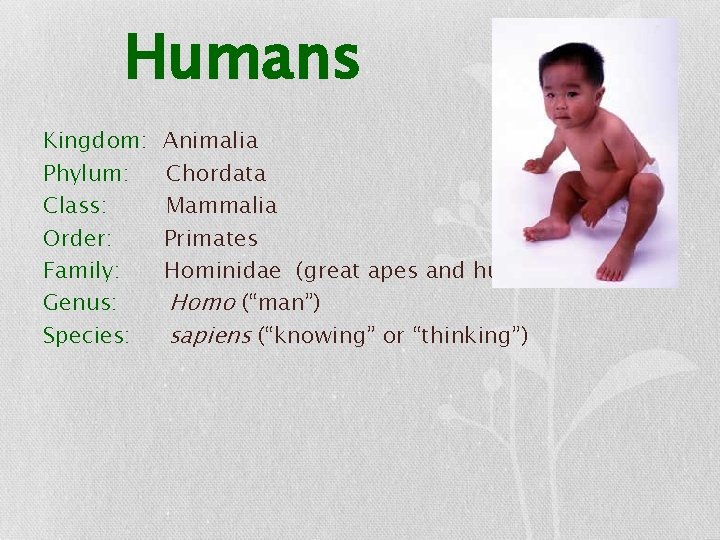 Humans Kingdom: Phylum: Class: Order: Family: Genus: Species: Animalia Chordata Mammalia Primates Hominidae (great