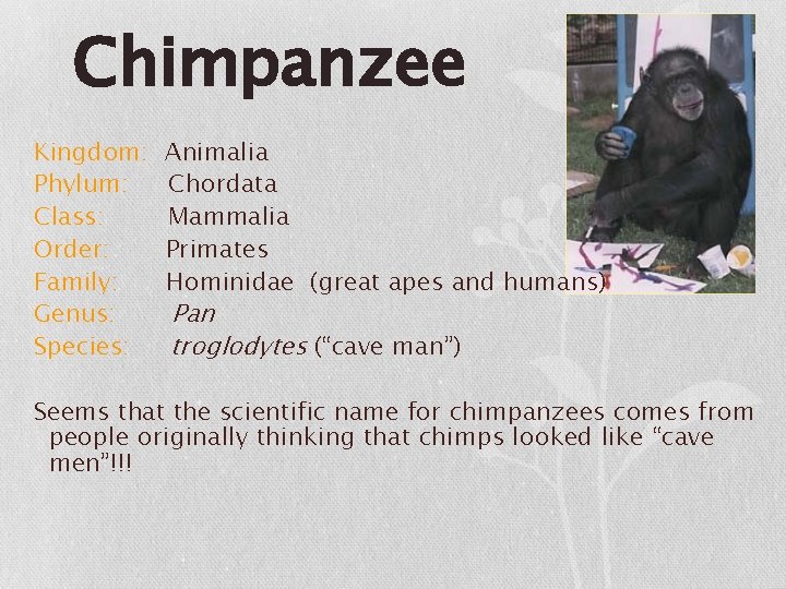 Chimpanzee Kingdom: Phylum: Class: Order: Family: Genus: Species: Animalia Chordata Mammalia Primates Hominidae (great