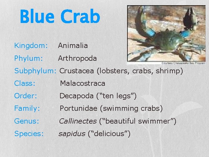 Blue Crab Kingdom: Animalia Phylum: Arthropoda Subphylum: Crustacea (lobsters, crabs, shrimp) Class: Malacostraca Order:
