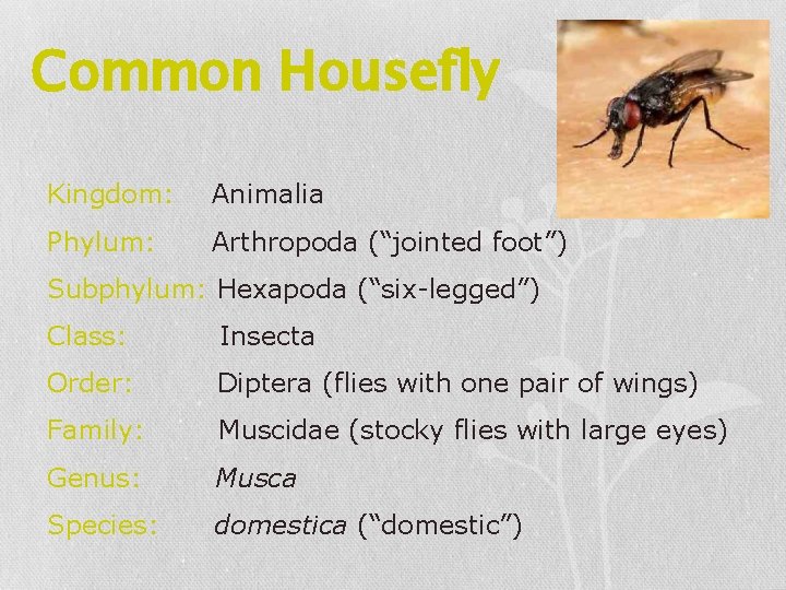 Common Housefly Kingdom: Animalia Phylum: Arthropoda (“jointed foot”) Subphylum: Hexapoda (“six-legged”) Class: Insecta Order:
