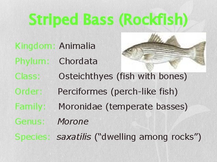 Striped Bass (Rockfish) Kingdom: Animalia Phylum: Chordata Class: Osteichthyes (fish with bones) Order: Perciformes