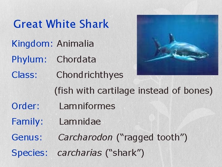 Great White Shark Kingdom: Animalia Phylum: Chordata Class: Chondrichthyes (fish with cartilage instead of