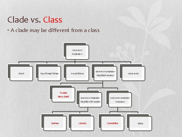 Clade vs. Class • A clade may be different from a class Common Ancestor