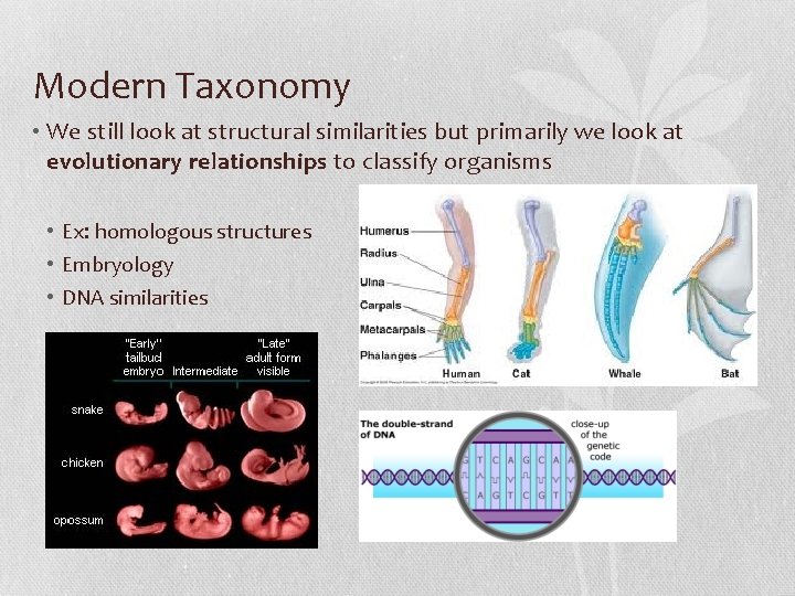 Modern Taxonomy • We still look at structural similarities but primarily we look at