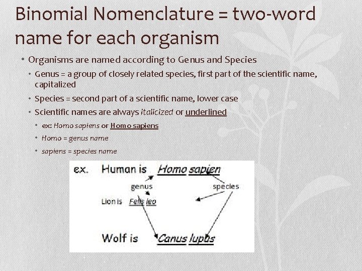 Binomial Nomenclature = two-word name for each organism • Organisms are named according to