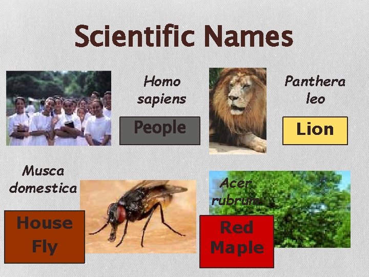 Scientific Names Musca domestica House Fly Homo sapiens Panthera leo People Lion Acer rubrum